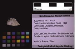 Foto (Objekt + Etiketten) von Goniodromites bidentatus (Reuss, 1858) (NHMW-GEO-1990-0041-0146)
